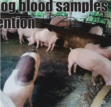  ?? FILE PHOTO ?? TO ENSURE that African Swine Flu will not spread in Negros Occidental, 446 blood samples will be taken from commercial and backyard hogs in the province by the Provincial Veterinary Office personnel▪