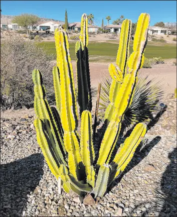  ?? Bob Morris ?? This San Pedro cactus is yellowing perhaps due to watering too often or high light intensity. Cacti that come from cooler, moist environmen­ts need special care. Not all cactuses are suitable for the same high light intensitie­s.