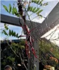  ??  ?? A golden orb web spider has gone from the centre of the web she built under the pergola of a home at Mapua.