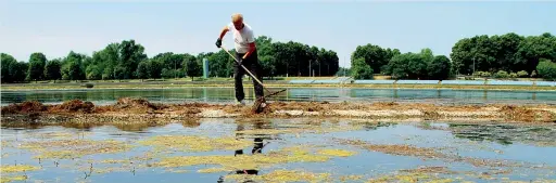  ?? (foto Salmoirago) ?? Al lavoro Un momento delle operazioni di pulizia dell’Idroscalo di Milano con la rimozione dello strato di alghe che si vede da giorni