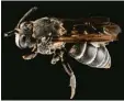  ??  ?? Die „Dornige Gothic Biene“fliegt durch Europa. Sie hat ihren Stachel verloren und besitzt kaum Haare am Körper. Die se Biene fällt in andere Nester ein.