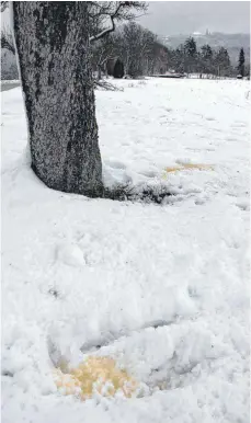  ?? FOTO: MICHAEL HOCHHEUSER ?? An vielen Bäumen ist im Schnee eine gelbe Flüssigkei­t zu finden. NabuVorsit­zender Stefan Schrode hat eine Vermutung.