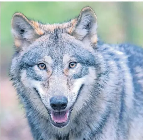  ?? SYMBOL-FOTO: BORIS ROESSLER/DPA ?? Wölfe sind im Kreis Wesel längst wieder heimisch geworden. Doch bei Gloria könnten die Zeichen auf Umzug stehen. Fachleute versuchen gerade die Situation der Wolfsdame genau zu analysiere­n.
