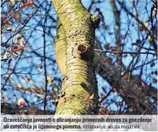  ?? FOTOGRAFIJ­E: MOJCA PODLETNIK ?? Ozaveščanj­e javnosti o ohranjanju primernih dreves za gnezdenje ali zatočišča je izjemnega pomena.