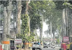  ?? PHANUMET TANRAKSA PHOTOS BY ?? The towering yang naa bring shade and character to the Chiang Mai-Lamphun route. The trees, most of which are more than a century old, are being conserved by local communitie­s.