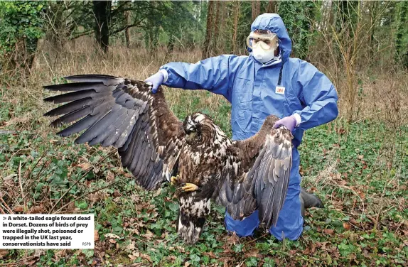  ?? RSPB ?? > A white-tailed eagle found dead in Dorset. Dozens of birds of prey were illegally shot, poisoned or trapped in the UK last year, conservati­onists have said