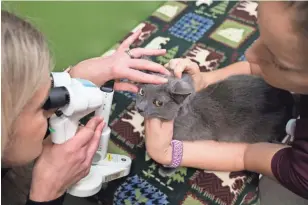  ?? BRANDON DAHLBERG / THE COMMERCIAL APPEAL ?? Dr. Jane Huey and Veterinary Assistant Mollie Vance examine Charlotte’s eyes at Memphis Veterinary Specialist­s in Cordova.