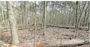  ?? FOTO: WOLFGANG KUMM/DPA ?? Umgestürzt­e Bäume und Totholz in einem Mischwald.