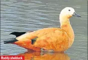  ??  ?? Ruddy shelduck