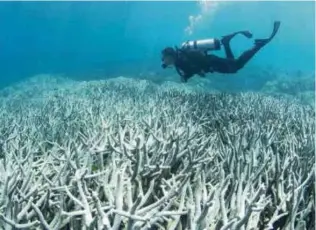  ?? [ FOTO AGENSI ] ?? Terumbu karang besar di Timur Australia hadapi ancaman hakisan dan terdedah risiko kepupusan.