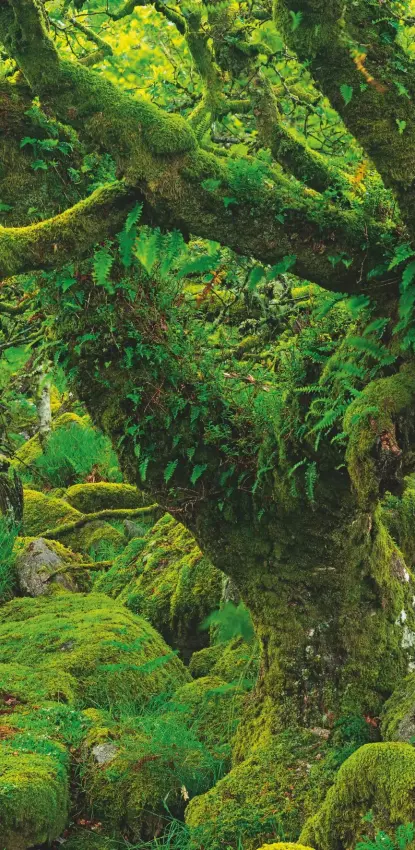  ??  ?? Lair of the moss people: luminous green covers Wistman’s Wood on Dartmoor