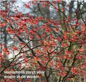  ??  ?? Hamamelis zorgt voor magie in de winter.