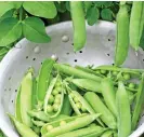  ??  ?? HOME-GROWN: Sow seeds now for delicious peas into winter