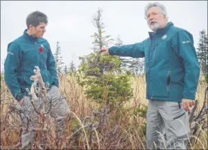  ?? DAVID JALA ?? Parks Canada resource conservati­on officers Rob Howie, left, and Derek Quann check out a moose-damaged balsam fir tree, one of the large ungulate’s favourites. By planting trees that are not as palatable to the moose, Parks Canada hopes to improve the...