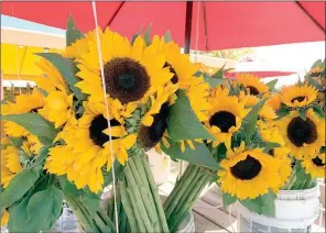  ?? The Associated Press ?? This image provided by Jessica Damiano shows a bouquet of cut sunflowers in Mattituck, N.Y.