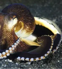  ?? CLOCKWISE FROM TOP LEFT: ?? Mabul Island’s muck treasures include the weedy scorpionfi­sh, frogfish, and various species of octopusTin­o HermannIMA­GES: