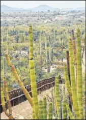  ?? Matt York The Associated Press ?? Death Valley National Park rangers were sent to Organ Pipe Cactus National Monument in Arizona.