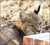  ?? CONTRIBUTE­D BY SHERYL SIGLER ?? A Bobcat rests in a driveway in Bear Valley Springs.