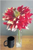  ??  ?? Frame of reference: Dahlia ‘Nick Sr.’ measuring 25 centimetre­s across, looms over a coffee mug.