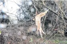  ?? FOTO: DIK ?? Im Motzacher Wald hat der Sturm Bäume einfach umgeknickt.