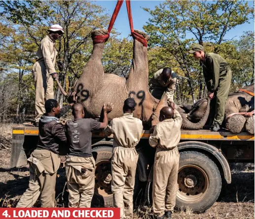  ?? ?? 4. LOADED AND CHECKED The group are carefully secured for their journey — elephants’ internal organs can be crushed by their own weight,