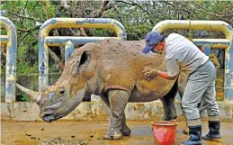  ?? Picture: AFP ?? FAMILY PLANNING. Leofoo Village Zoo’s five-year-old southern white rhino Emma is cleaned with mud before travelling from Hsinchu in Taiwan to Japan’s Tobu Zoo to breed.