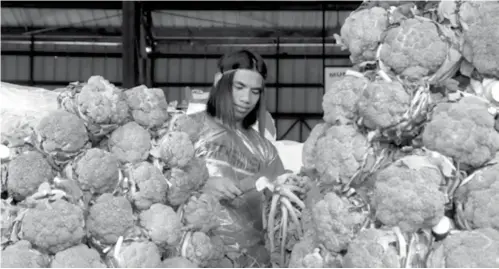  ??  ?? La Trinidad trading post trader trims brocolli before delivery to different markets all over the country for the Yuletide (Milo Brioso)