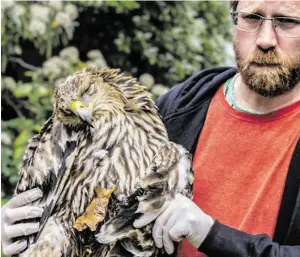  ?? BILD: SN/APA/BIRDLIFE ÖST. ?? Kaiseradle­r Artemisia flog im Vorjahr eine Rekordstre­cke von Griechenla­nd bis Frankreich, am 5. Mai wurde er in Zurndorf (Bgld.) angeschoss­en aufgefunde­n (im Bild mit Matthias Schmidt von Birdlife).