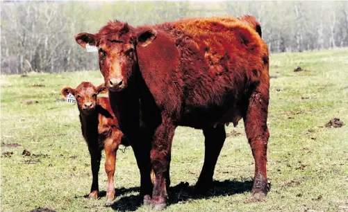  ?? Candace Elliott/ Edmonton Journal files ?? These prime examples of Alberta beef starred in a Taste Alberta feature in 2011. They’re from Dave Solverson’s Wood Wind Ranch.