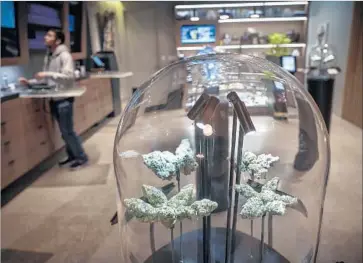  ?? David Butow For The Times ?? MARIJUANA BUDS are displayed like fine jewelry at Medithrive, a dispensary in San Francisco. Owner Jeff Linden believes that the Trump administra­tion has bigger priorities than rolling back cannabis commerce.