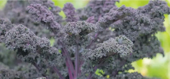  ??  ?? Some vegetables can be harvested into late fall and into winter. Redbor kale, for example, can tolerate temperatur­es of -15 C to -20 C and will look beautiful growing in fall and winter gardens.