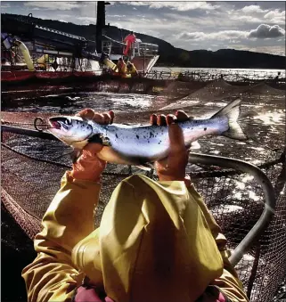  ??  ?? Plans for the salmon farm have sparked concerns for the impact on tourism in Arran