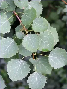  ??  ?? Aspen leaves have long, flat stalks.