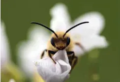  ?? Foto: Imago/blickwinke­l/J. Fieber ?? Wildbienen wie die Langhornbi­ene leiden unter Pestiziden.