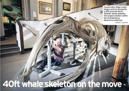  ?? DANNY LAWSON ?? Conservato­r Nigel Larkin begins work to dismantle a 40ft juvenile North Atlantic whale skeleton, the largest artefact within the Hull Maritime Museum’s collection