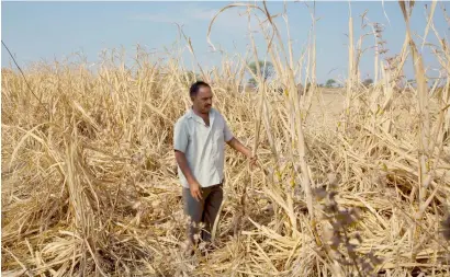  ?? AP file ?? Farmer Anant More inspects his destroyed crop of sugarcane due to drought in Maharashtr­a’s Marathwada region. —