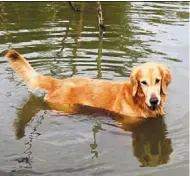  ??  ?? A golden retriever enjoying a dip in the pond.