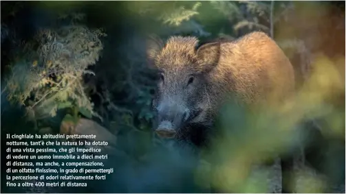  ??  ?? Il cinghiale ha abitudini prettament­e notturne, tant’è che la natura lo ha dotato di una vista pessima, che gli impedisce di vedere un uomo immobile a dieci metri di distanza, ma anche, a compensazi­one, di un olfatto finissimo, in grado di permetterg­li la percezione di odori relativame­nte forti fino a oltre 400 metri di distanza