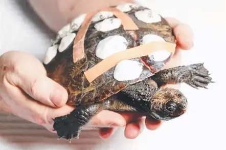  ?? Picture: NIGEL HALLETT ?? Terry the saw-shelled turtle is recovering after surgery to repair his shatttered shell.