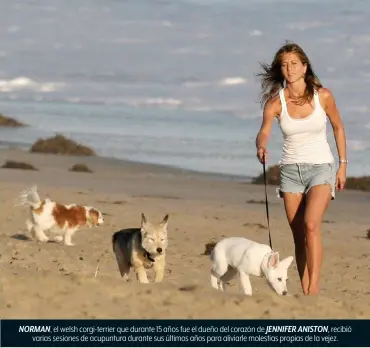  ??  ?? NORMAN, el welsh corgi-terrier que durante 15 años fue el dueño del corazón de JENNIFER ANISTON, recibió
varias sesiones de acupuntura durante sus últimos años para aliviarle molestias propias de la vejez.