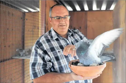  ??  ?? RECORD: Pigeon fancier Billy Kitchenbra­nd breeds pigeons at his loft for racing. Kitchenbra­nd and his partners earlier this year bought male pigeon Golden Prince in Belgium for a world record of almost R5 million.