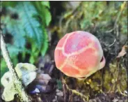  ?? PHOTOS PROVIDED TO CHINA DAILY ?? From left: A bud and a blossom of rafflesiac­eae found recently in the rainforest of Xishuangba­nna in Yunnan province.