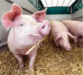  ?? Foto: Ralf Lienert ?? Den Tieren im Stall soll es besser gehen. Deswegen will Landwirtsc­haftsminis­ter Christian Schmidt ein staatliche­s Tierwohlla­bel einführen. Ab 2018 soll es Schweinefl­eisch mit dem Siegel im Handel geben.