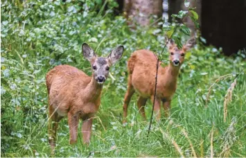  ?? Foto: Ulla Gutmann ?? Auch in Zukunft soll der Wald Lebensraum für Wildtiere, Erholungsr­aum für die Menschen und nicht zuletzt auch Nutzfläche für die Forstwirts­chaft sein – eine große Aufgabe für die Waldbesitz­er.