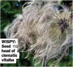  ?? Vitalba ?? WISPY: Seed head of clematis