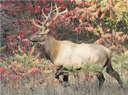  ?? JULIE OLIVER/OTTAWA CITIZEN ?? This adult elk found its way into Centretown on Tuesday morning. At first, the elk was the feel-good story of the day, but by the afternoon, with the animal becoming more aggressive and police unable to get within tranquilli­zer-gun range, the decision...