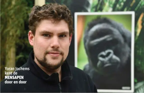  ?? FOTO JAN VAN DER PERRE ?? Yoran Jochems bij een foto van een gorilla. Gorilla kunnen ook het coronaviru­s dragen. Yoran Jochems kent de MENSAPEN door en door