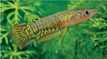  ?? ?? BELOW: The golden variety of the Striped Panchax.