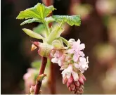 6 flowering currants - PressReader