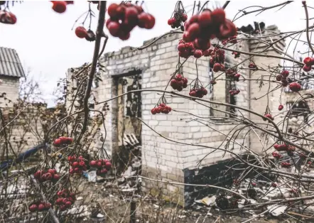  ?? PHOTOS BY HEIDI LEVINE FOR THE WASHINGTON POST ?? Red berries blossom on a tree in the yard of a damaged home in eastern Ukraine on Wednesday.